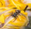 Heliophanus auratus